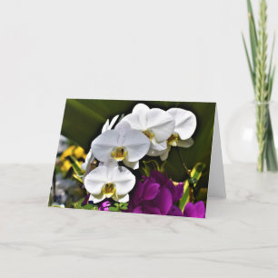 Orchid, kort
