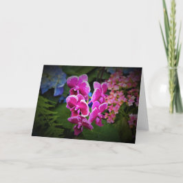 Orchid, kort