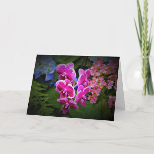 Orchid, kort