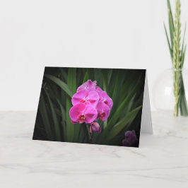 Orchid, kort