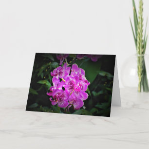 Orchid, kort