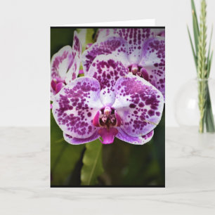 Orchid, kort