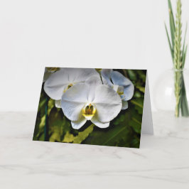 Orchid, kort