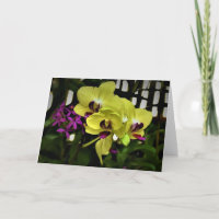 Orchid kort