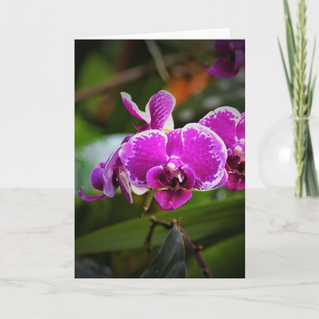 Orchid, kort (Framsida)