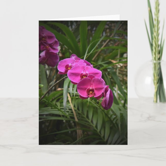 Orchid, kort (Framsida)