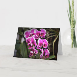 Orchid, kort
