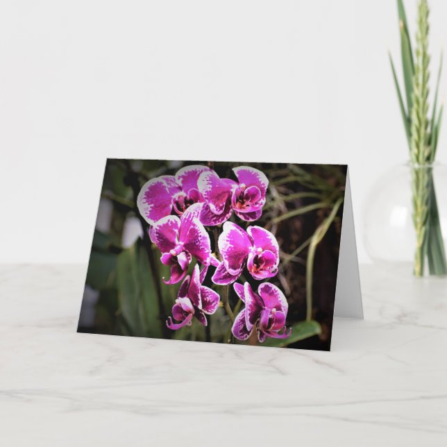 Orchid, kort (Framsida)