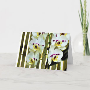 Orchid, kort