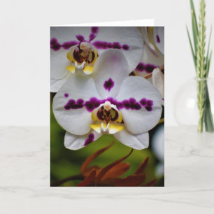 Orchid, kort