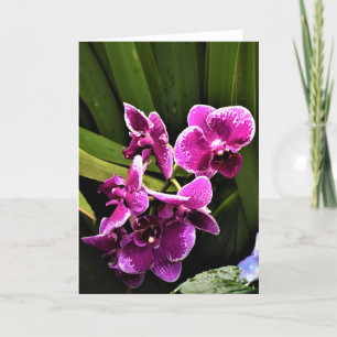Orchid, kort