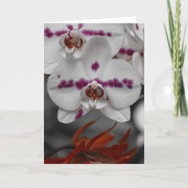 Orchid, kort