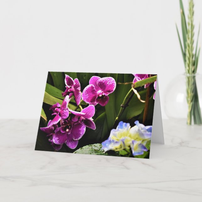 Orchid, kort (Framsida)