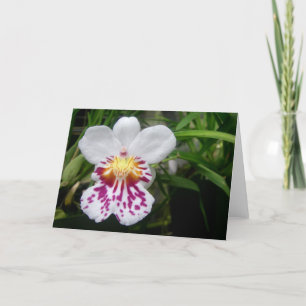 Orchid Kort