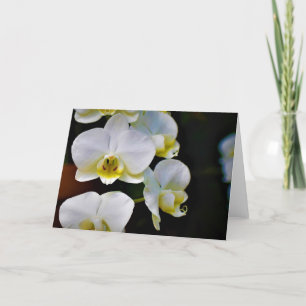 Orchid, kort