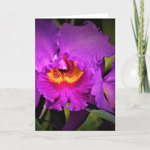 Orchid, kort
