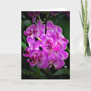 Orchid, kort