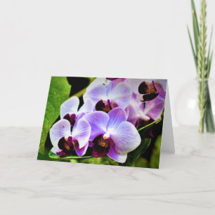 Orchid, kort