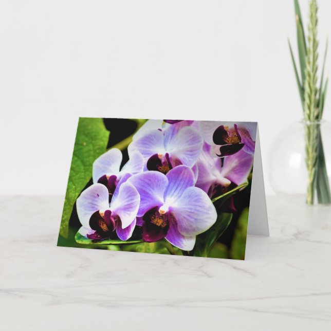 Orchid, kort (Framsida)