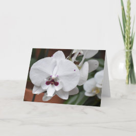 Orchid, kort