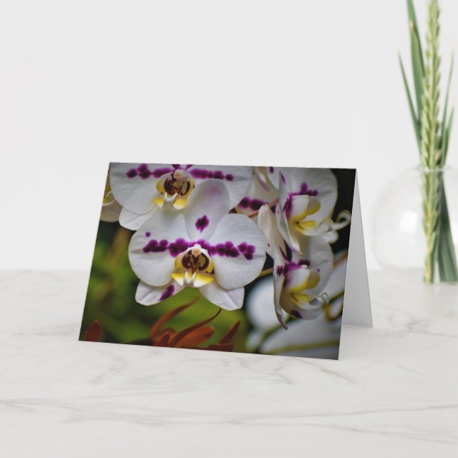 Orchid, kort (Framsida)