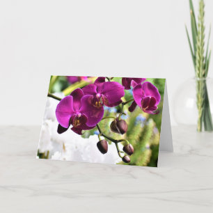 Orchid, kort