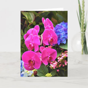 Orchid, kort