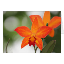 Orchid-kort för tropisk Orange Hälsningskort