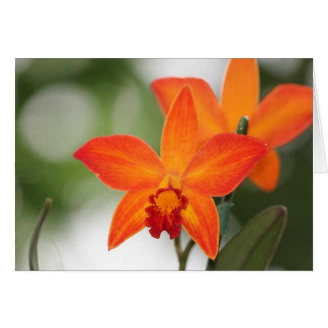Orchid-kort för tropisk Orange Hälsningskort (Framsidan Horizontal)