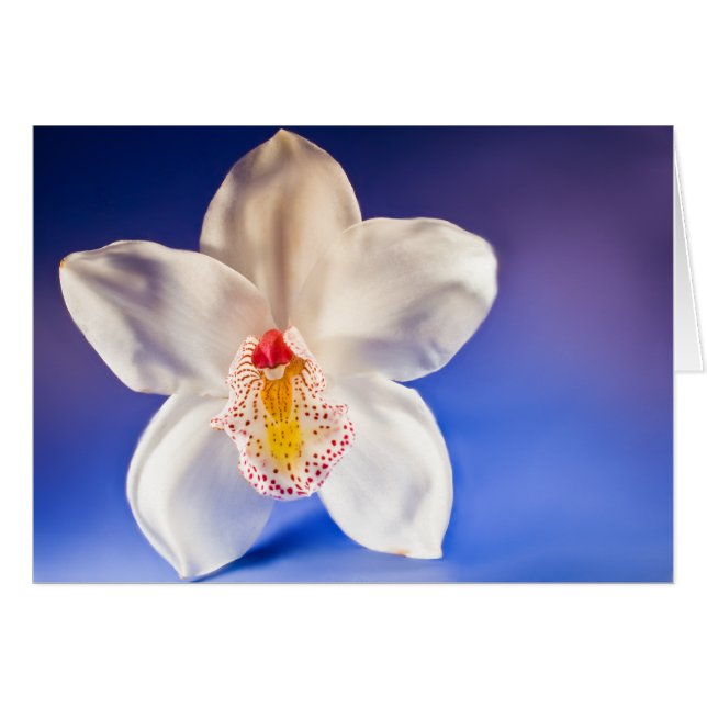 Orchid-kort för valfri dag hälsningskort (Framsidan Horizontal)