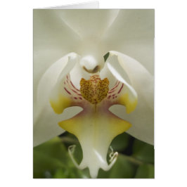 Orchid-kort Hälsningskort