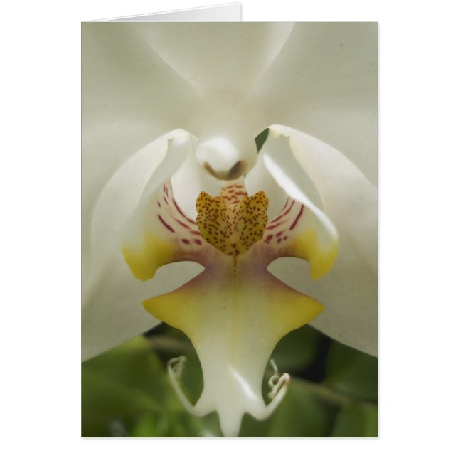 Orchid-kort Hälsningskort (Framsidan)
