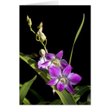Orchid-kort