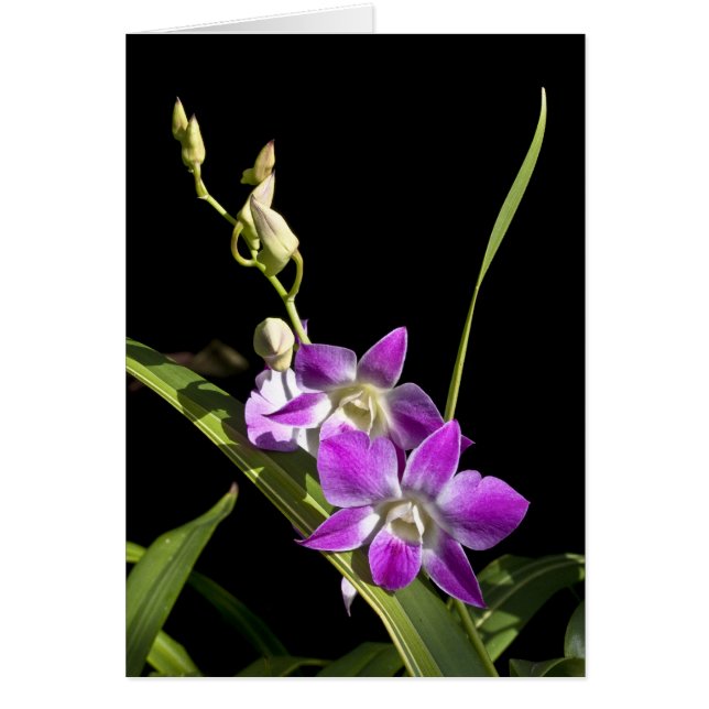 Orchid-kort Hälsningskort (Framsidan)