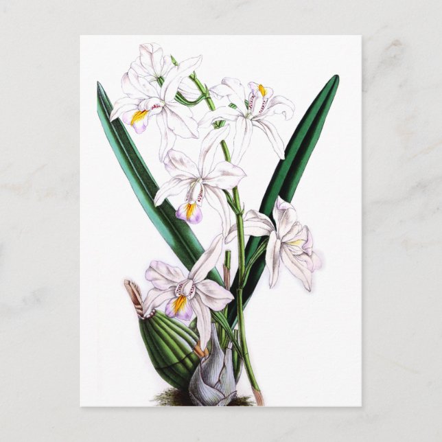 Orchid Laelia Albida var Rosea Vykort (Framsida)