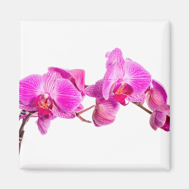Orchid Magnet (Framsidan)