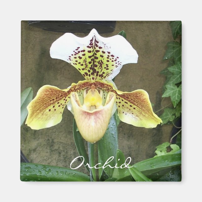 Orchid Magnet (Framsidan)