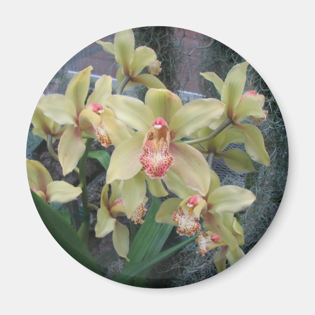 Orchid Magnet (Framsidan)
