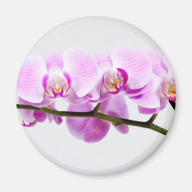 orchid magnet (Framsidan)