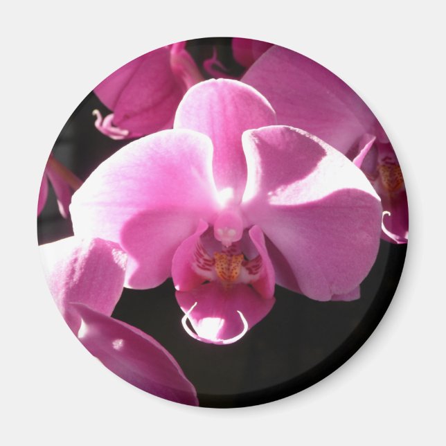 orchid magnet (Framsidan)