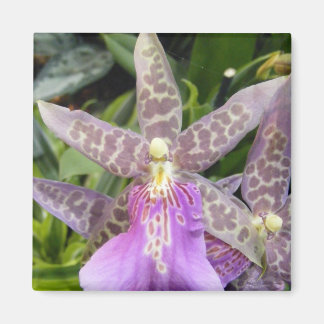 Orchid Magnet