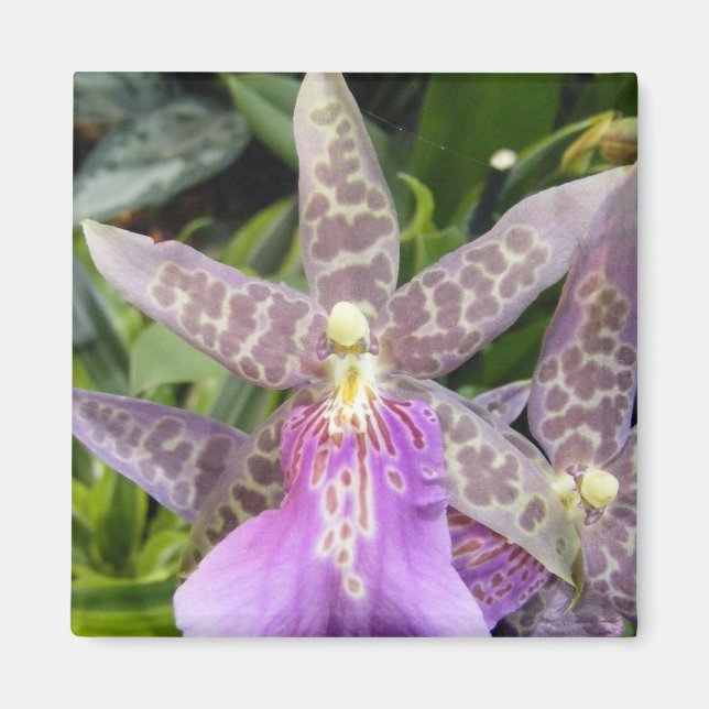 Orchid Magnet (Framsidan)