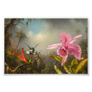 Orchid med två Hummingbird Heade Fototryck