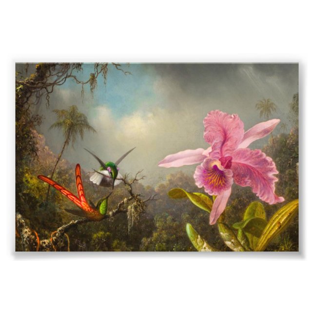Orchid med två Hummingbird Heade Fototryck (Framsidan)