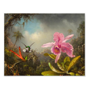Orchid med två Hummingbird Heade Fototryck