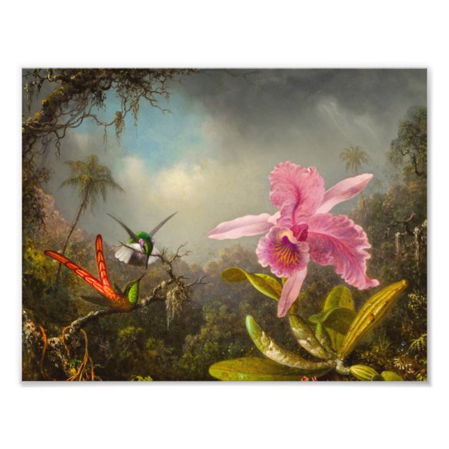 Orchid med två Hummingbird Heade Fototryck (Framsidan)