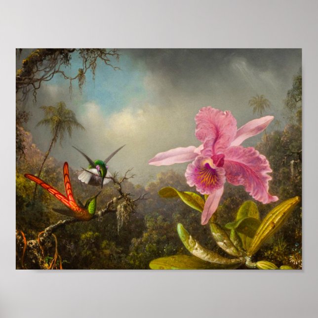 Orchid med två Hummingbird Heade Poster (Framsidan)