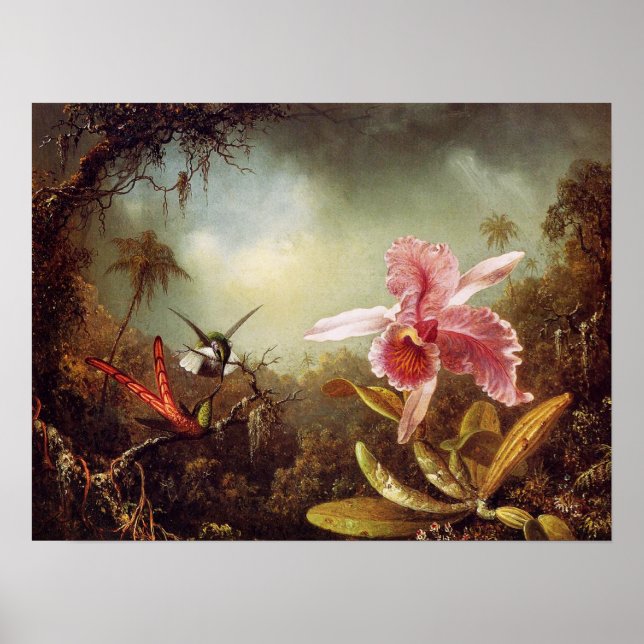 Orchid med två Hummingbird Poster (Framsidan)