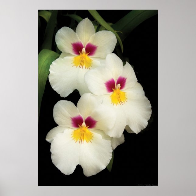 Orchid - Miltonopsis - de tre amigos Poster (Framsidan)