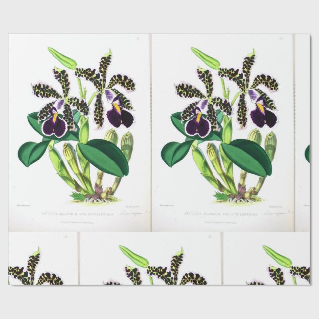 "Orchid-Mörk-lila-black" Presentpapper (Platt)